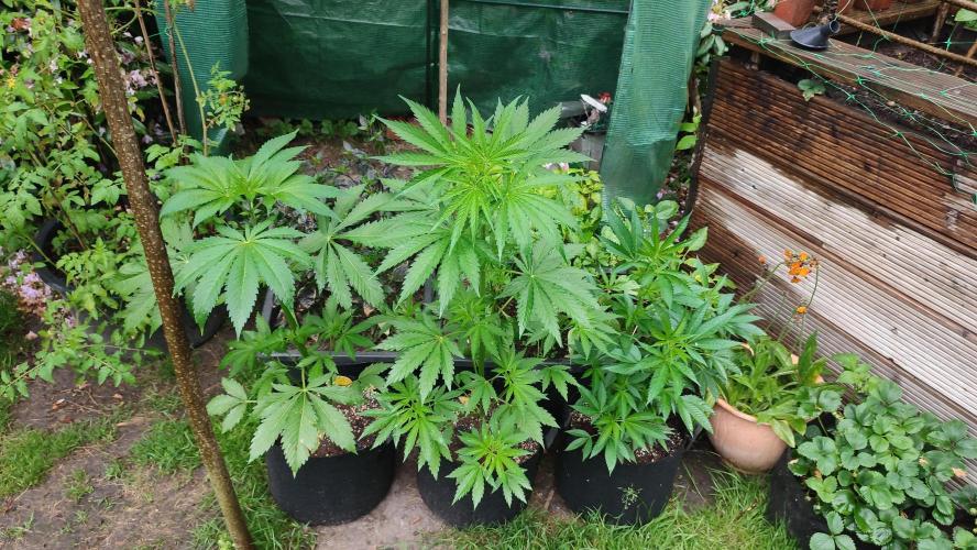 Nr.3.2 - Monstercropping. Week 5 - rechts