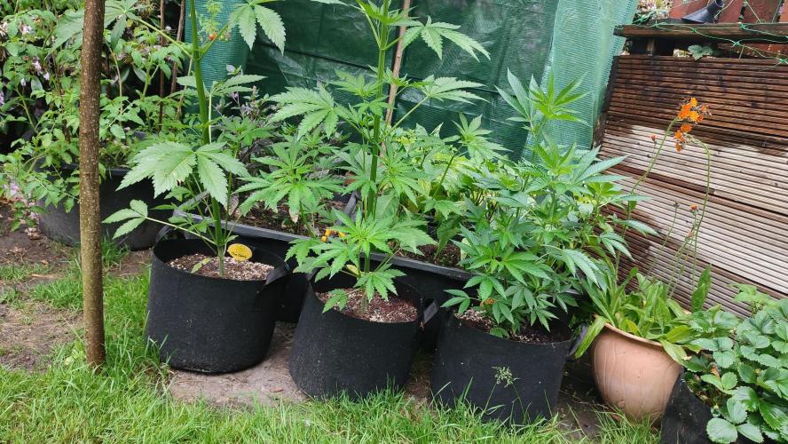 Nr.3.2 - Monstercropping. Week 5 - rechts