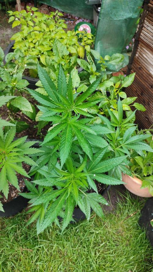 Nr.3.2 - Monstercropping. Week 5