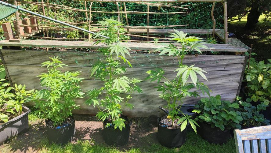 Nr.3.2 - Monstercropping. Week 7 - links