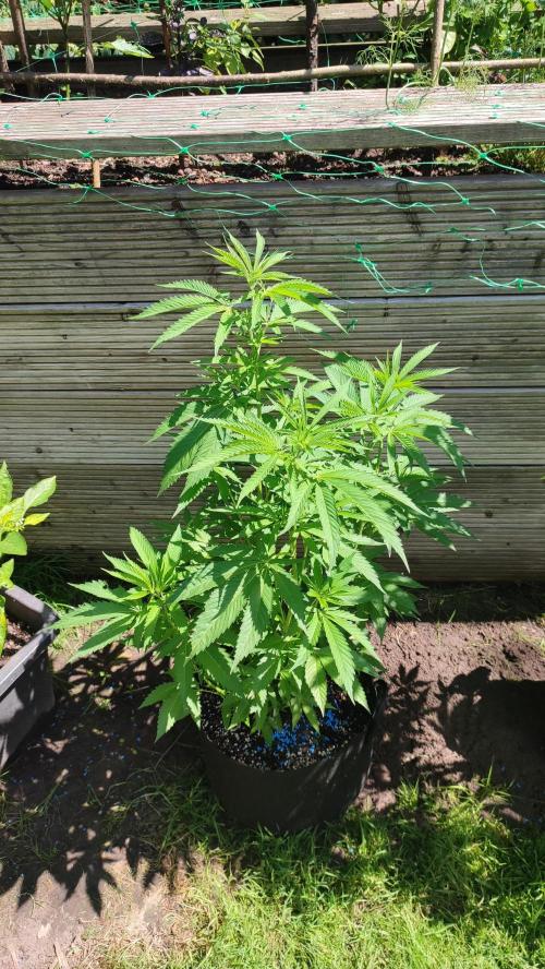 Nr.3.2 - Monstercropping. Week 7