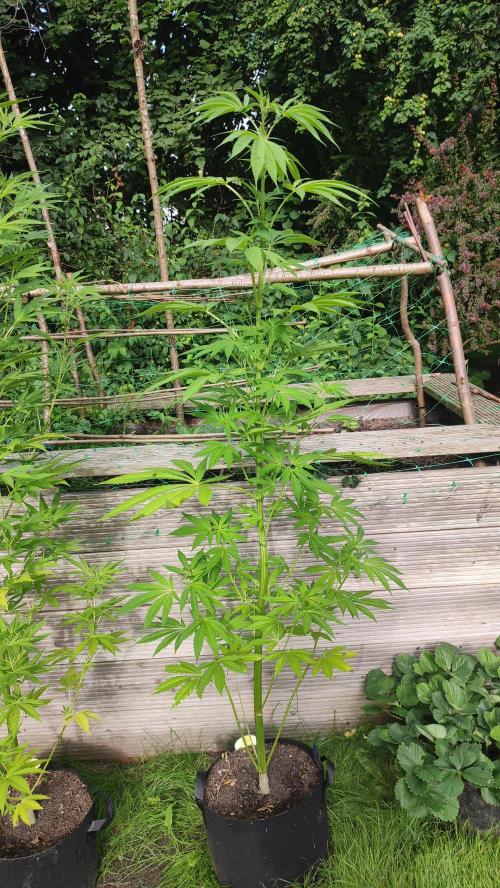 Trop. Cherry. Week 11