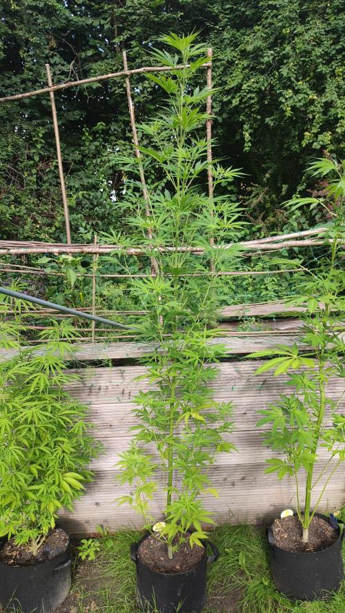 Blue Zushi. Week 11