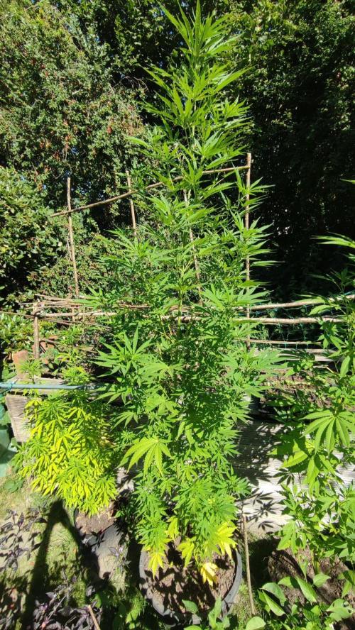 Blue Zushi. Week 14