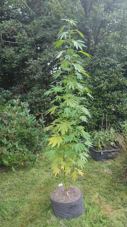 Trop. Cherry. Week 15