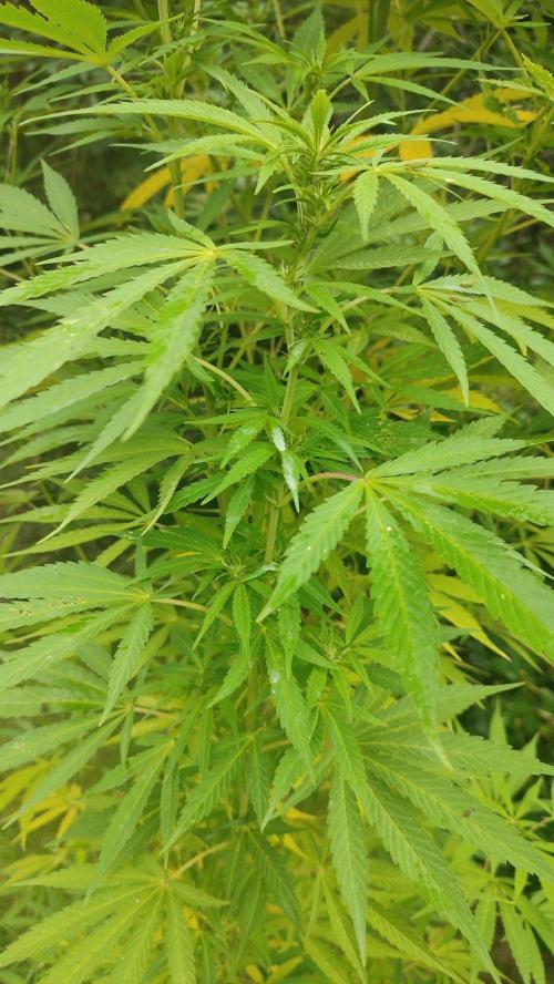 Blue Zushi. Week 15