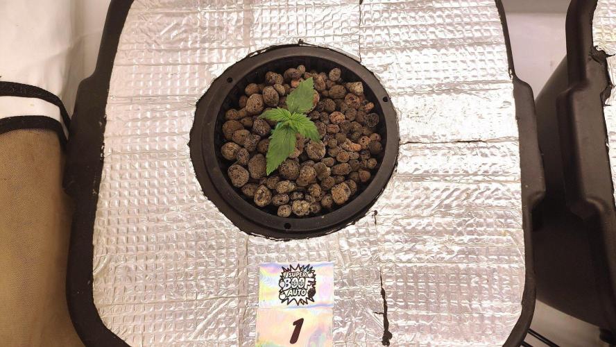 RDWC - Super Boof Auto. Week 2