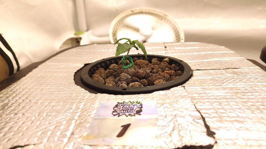 RDWC - Super Boof Auto. Week 2