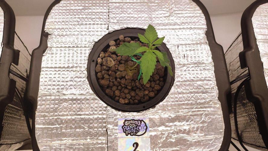 RDWC - Banana Purple Punch. Week 2