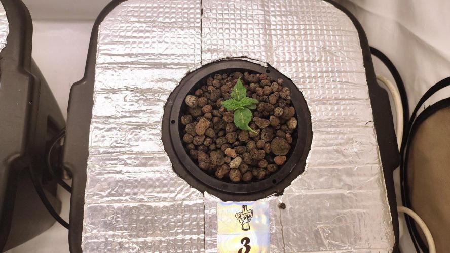 RDWC - Cherry Cola Auto. Week 2