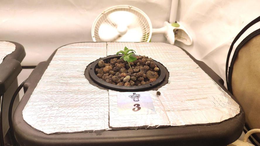 RDWC - Cherry Cola Auto. Week 2
