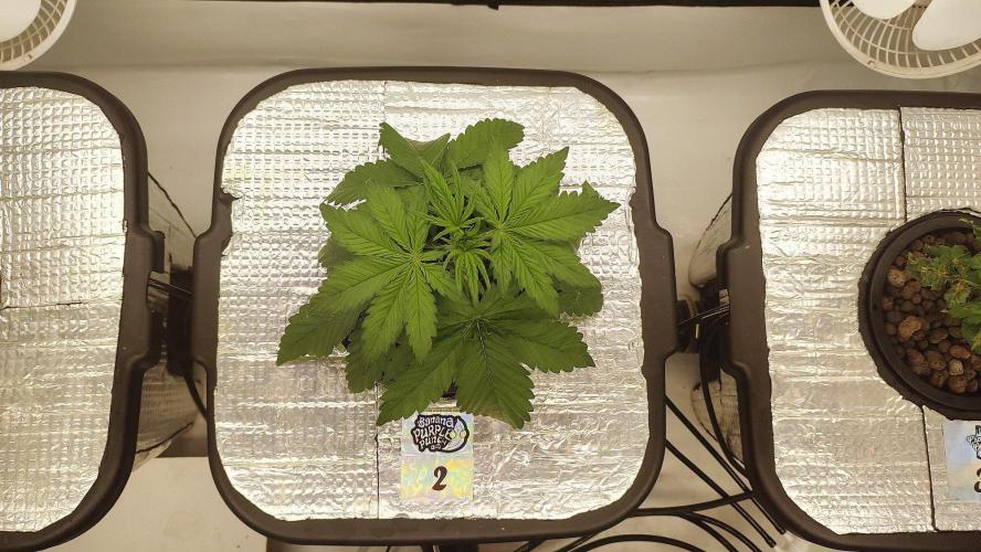 RDWC - Banana Purple Punch. Week 3