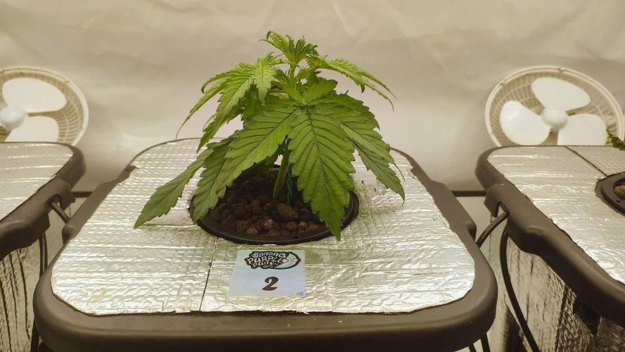 RDWC - Banana Purple Punch. Week 3
