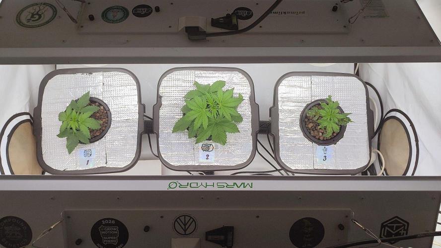 RDWC - Cherry Cola Auto. Week 3