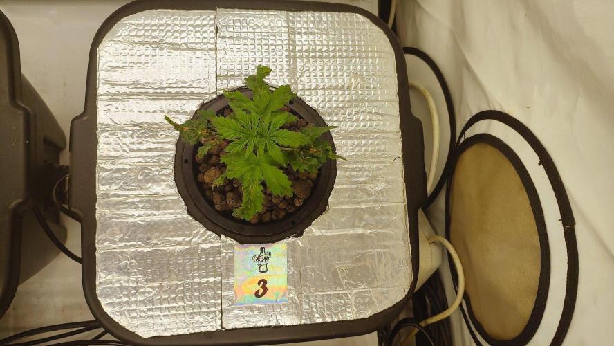 RDWC - Cherry Cola Auto. Week 3