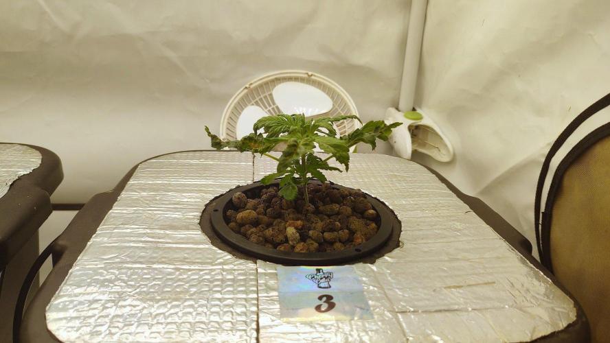 RDWC - Cherry Cola Auto. Week 3