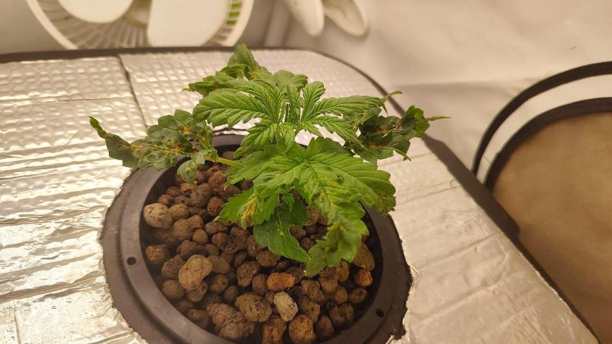RDWC - Cherry Cola Auto. Week 3