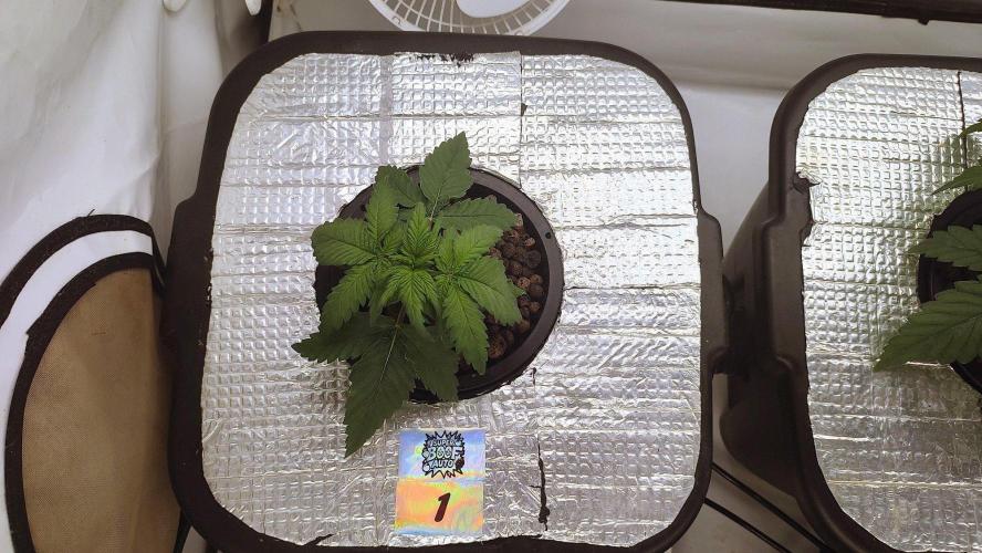 RDWC - Super Boof Auto. Week 3