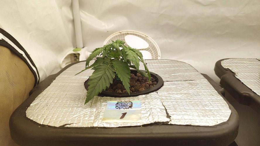 RDWC - Super Boof Auto. Week 3