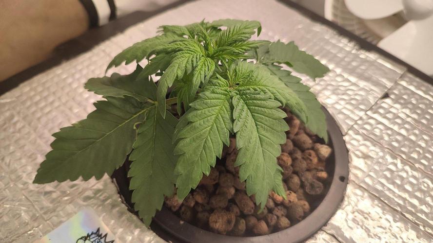 Super Boof Auto. Week 3
