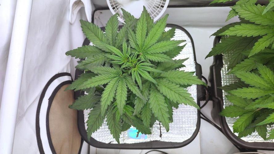 RDWC - Super Boof Auto. Week 4