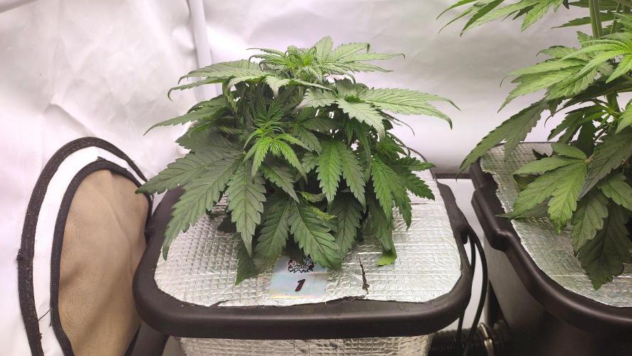 RDWC - Super Boof Auto. Week 4