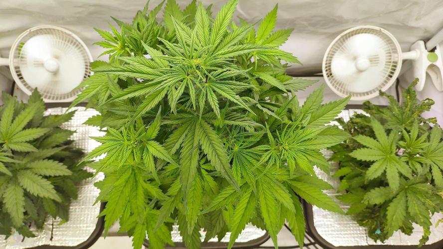 RDWC - Banana Purple Punch. Week 4