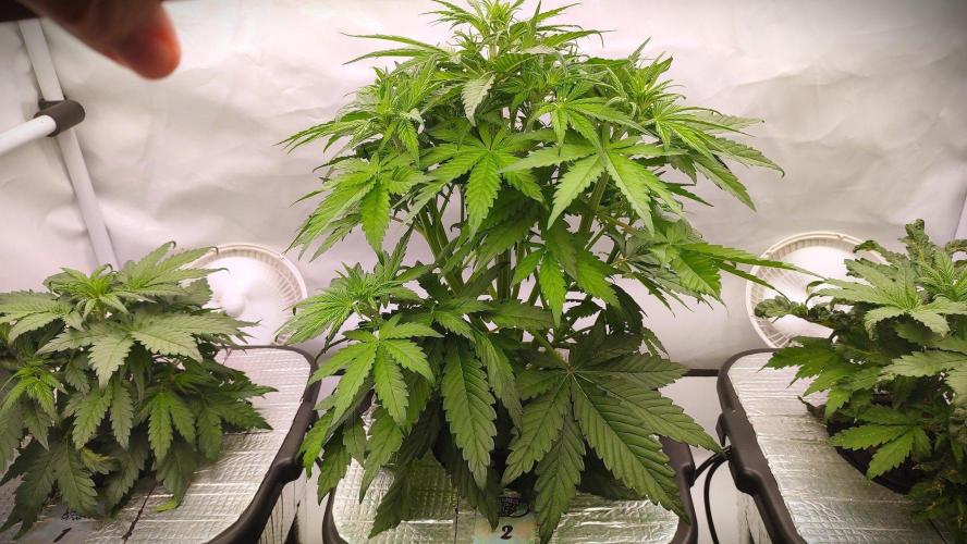 RDWC - Banana Purple Punch. Week 4