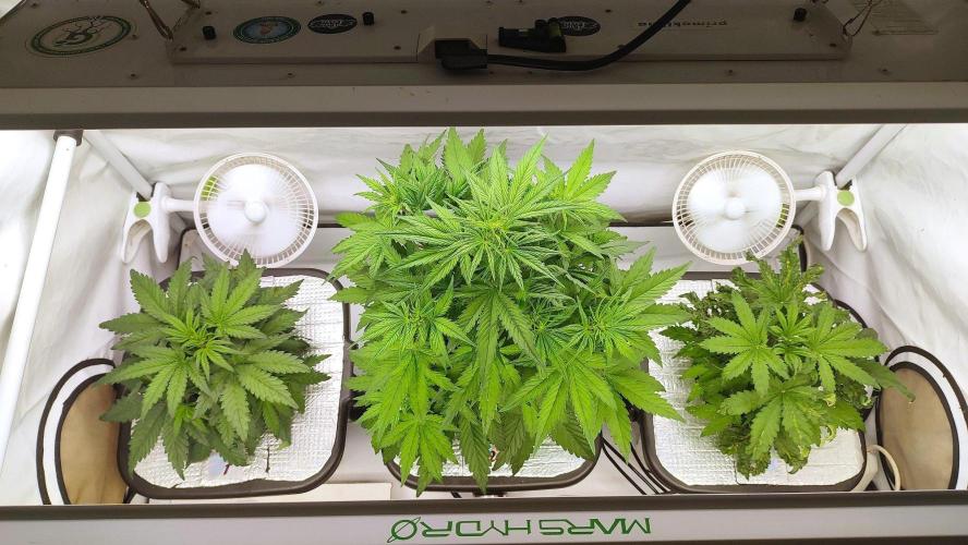 RDWC - Cherry Cola Auto. Week 4