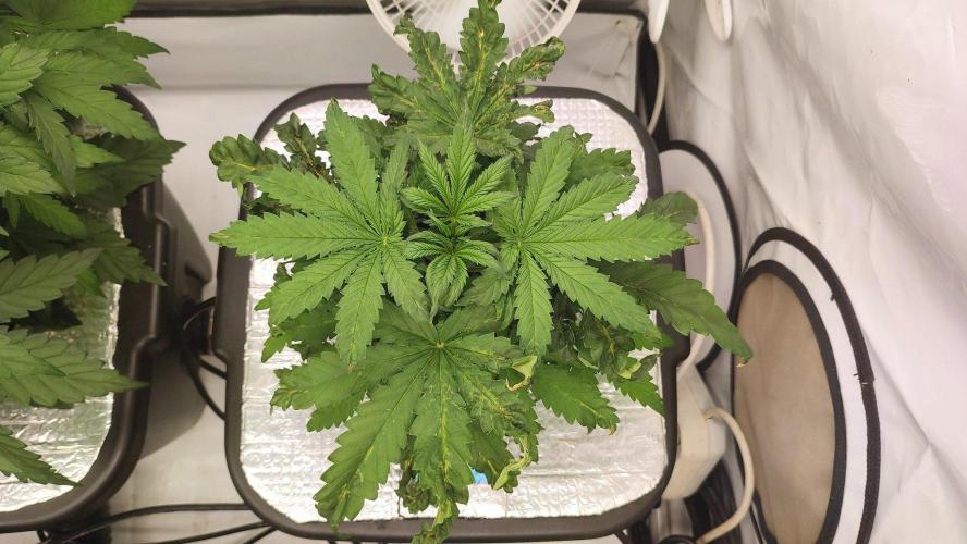 RDWC - Cherry Cola Auto. Week 4