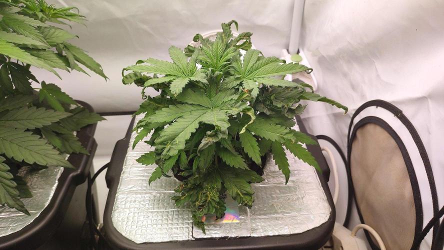 RDWC - Cherry Cola Auto. Week 4