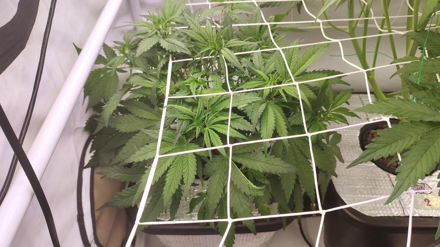 RDWC - Super Boof Auto. Week 5