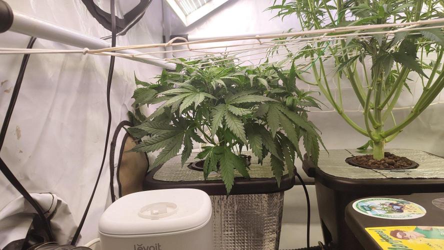 RDWC - Super Boof Auto. Week 5