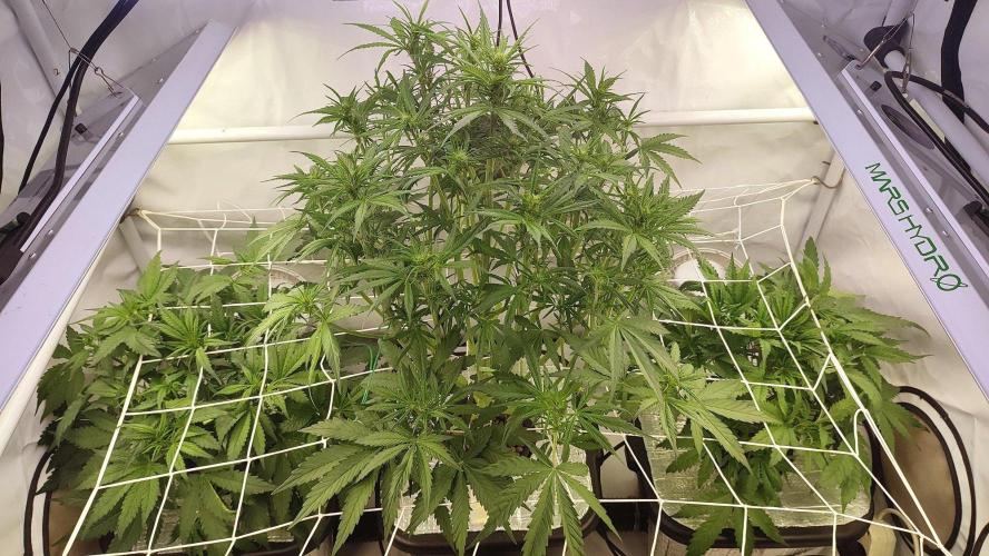 RDWC - Banana Purple Punch. Week 5