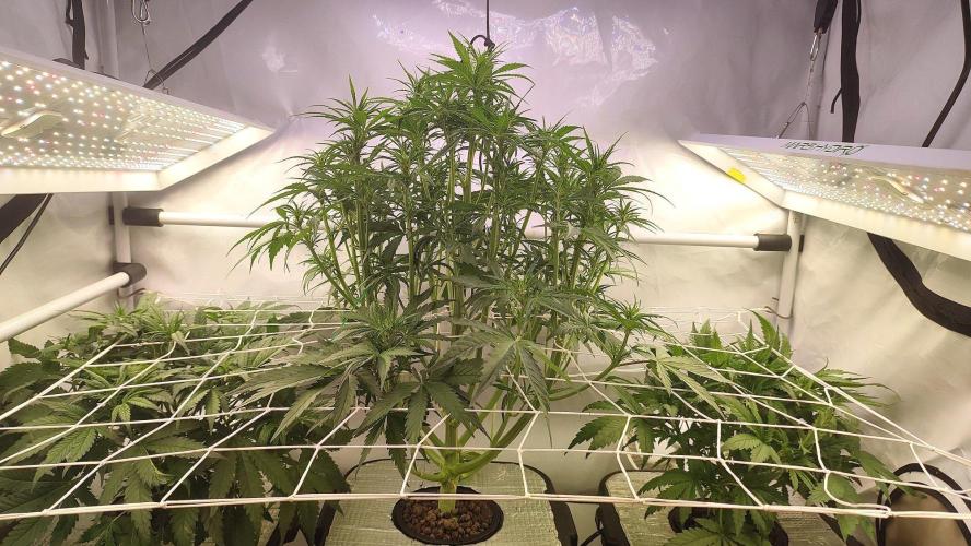 TentX. Week 5