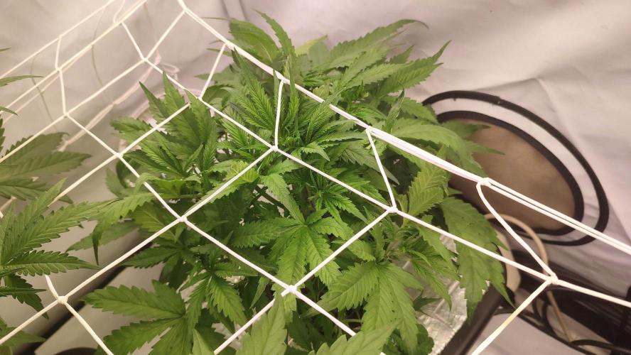 RDWC - Cherry Cola Auto. Week 5