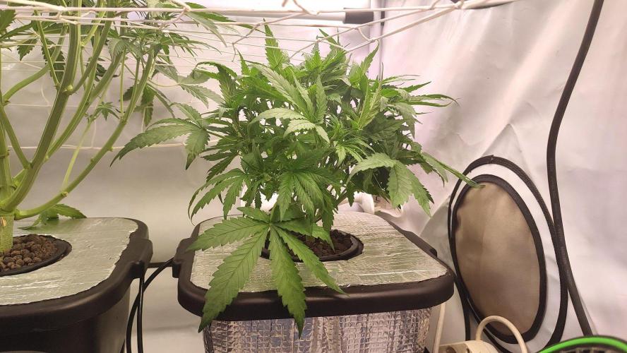 RDWC - Cherry Cola Auto. Week 5