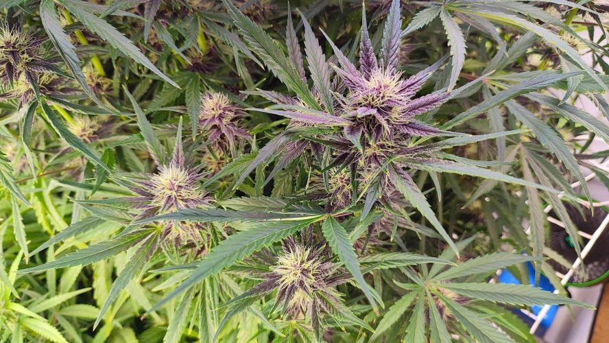 RDWC - Banana Purple Punch. Week 7