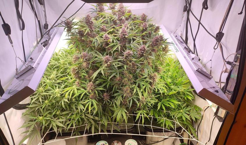 RDWC - Banana Purple Punch. Week 8