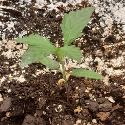 RQS Amnesia Haze . Week 3 - RQS 2 - Day 23