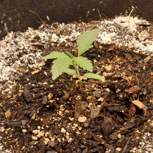 RQS Amnesia Haze . Week 3 - RQS 2 - Day 24