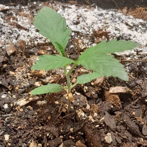 RQS Amnesia Haze . Week 3 - RQS 2 - Day 25