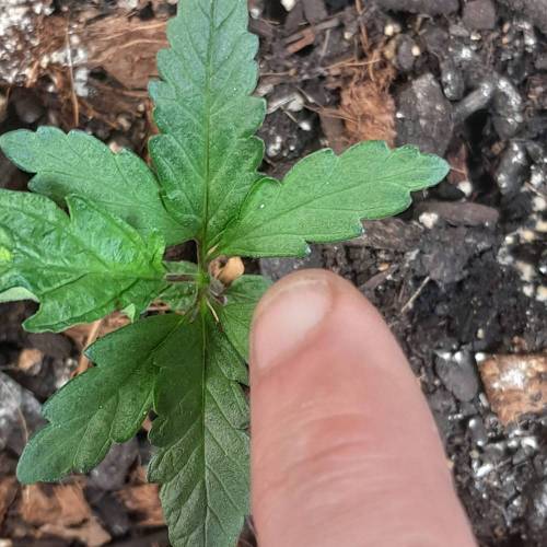 RQS Amnesia Haze . Week 3 - RQS 1 Deformity 