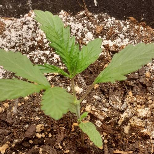 RQS Amnesia Haze . Week 3 - RQS 2 - Day 27