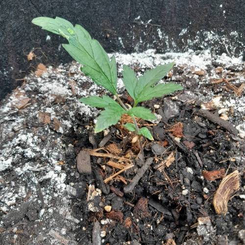 RQS Amnesia Haze . Week 3 - RQS 1 - Day 28