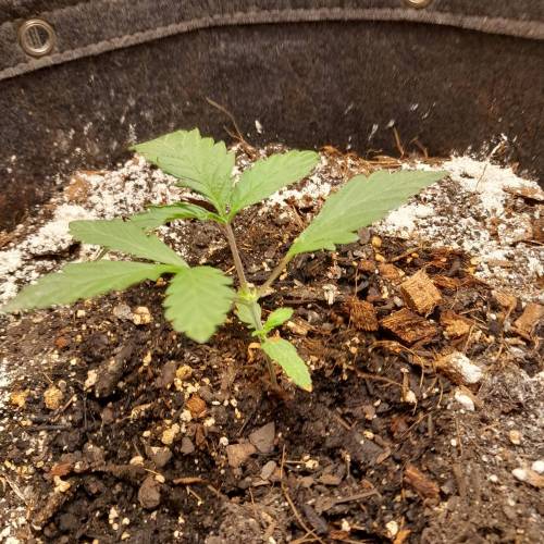 RQS Amnesia Haze . Week 3 - RQS 2 - Day 28