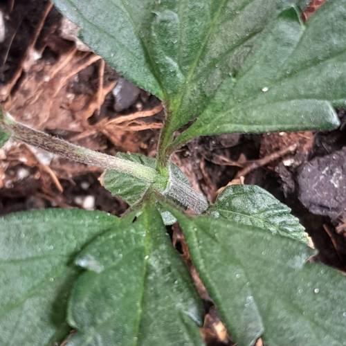 RQS Amnesia Haze . Week 4 - RQS 1 Day 31, 0 growth around node.