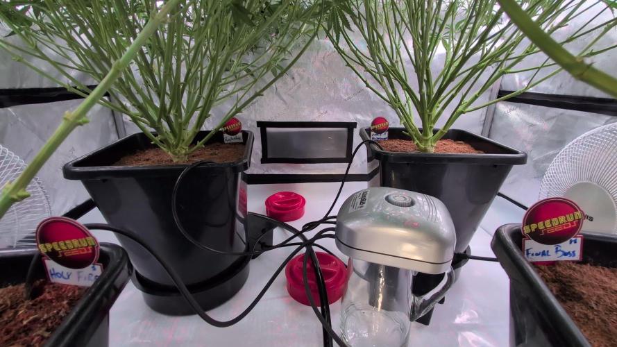 4 Auto Monsters👹with AutoPot XL 🔥🌱