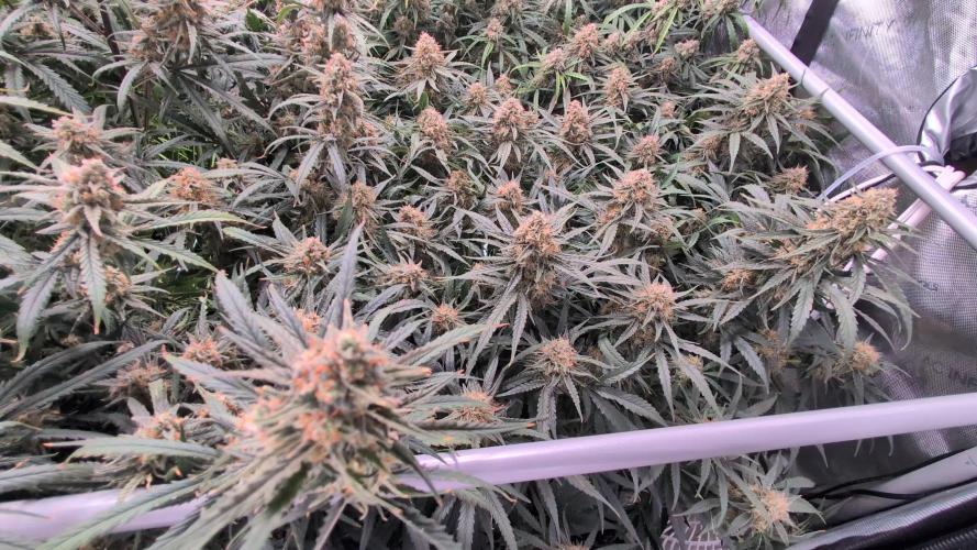 4 Auto Monsters👹with AutoPot XL 🔥🌱