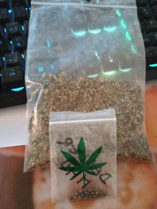 SeeDs in baG of CBD. Week 0